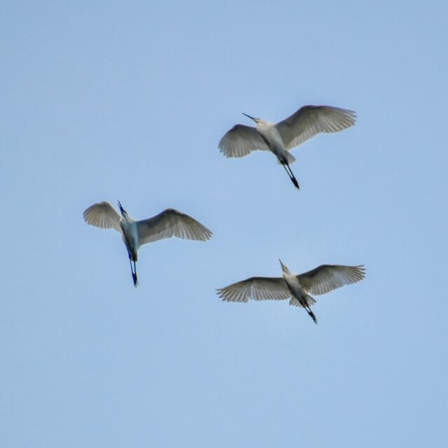 Three birds in a blue sky