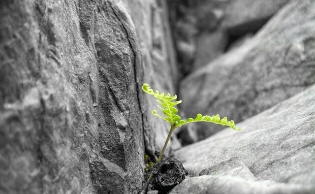 Resilience