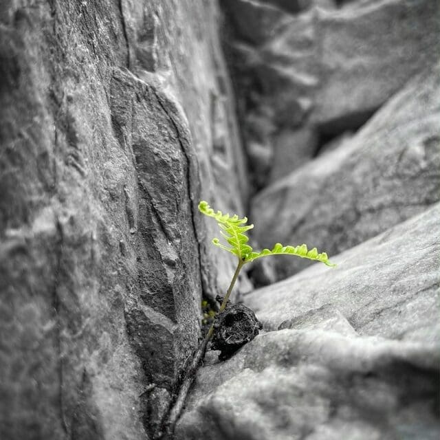 Resilience