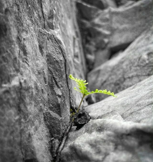 Resilience
